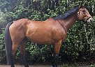 Thoroughbred - Horse for Sale in Ste-Justine de Newton, QC J0P 1T0 Thoroughbred - Horse for Sale in Ste-Justine de Newton, QC J0P 1T0