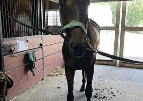 Thoroughbred (Thoroughbred, Gelding) in Ramsey, MN