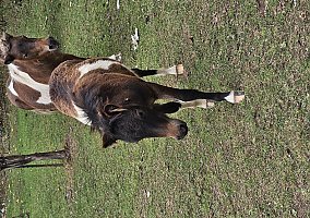 Quarter Horse (Quarter Horse, Stallion) in Brook Park, MN