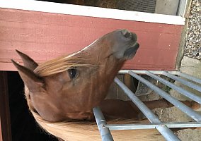 Missouri Fox Trotter (Missouri Fox Trotter, Mare) in Canfield, OH