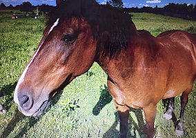 Mustang (Mustang, Gelding) in Troy, OH