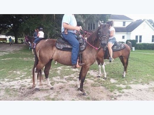 Nice 13 Yr. Old Blk/Wht Paint Mare