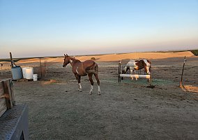 Quarter Horse (Quarter Horse, Mare) in Oildale, CA