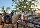 Quarter Horse - Horse for Sale in Oildale, CA 93308