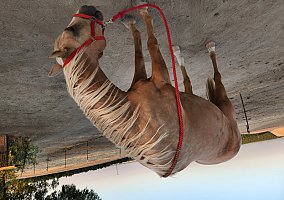Quarter Horse (Quarter Horse, Gelding) in Oildale, CA