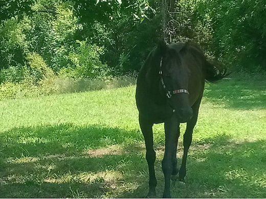 Savanna Grass Race Horse