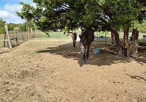 Thoroughbred (Thoroughbred, Mare) in Princeton, TX
