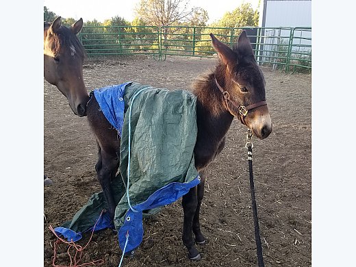 Social John Mule