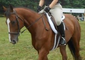 Thoroughbred (Thoroughbred, Gelding) in Haverhill, MA