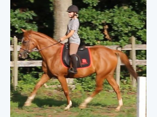 Talented, Athletic Mare
