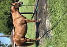 Quarter Horse - Horse for Sale in Buna, TX 77612