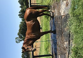 Quarter Horse (Quarter Horse, Gelding) in Buna, TX