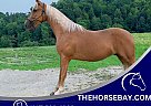 Tennessee Walking - Horse for Sale in Campton, KY 41401