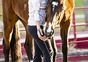 Warmblood (Warmblood, Gelding) in Chino Hills, CA