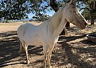 Other - Horse for Sale in White City, OR 97503 Other - Horse for Sale in White City, OR 97503