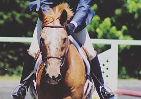 Low-Rise Levi Appaloosa Appaloosa Gelding