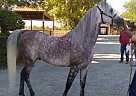 Arabian - Horse for Sale in Avondale, AZ 85323