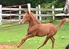 - Stallion in Dry Fork, VA - Stallion in Dry Fork, VA