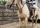 Quarter Horse - Horse for Sale in Sebeka, MN 56477