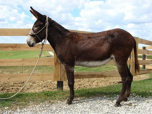 Donkey