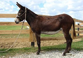 Donkey (Donkey, Mare) in Harrison, MI