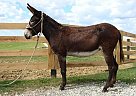 Donkey - Horse for Sale in Harrison, MI 48625