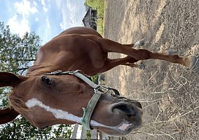 Infoal Appendix Mare