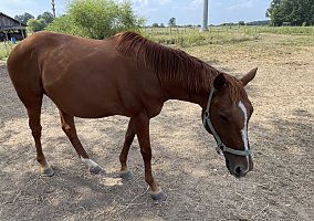 Infoal Appendix Mare