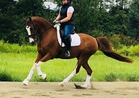 Arabian (Arabian, Gelding) in Snohomish, WA