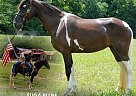 Kentucky Mountain - Horse for Sale in WEST LIBERTY, KY 37091