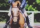- Gelding in Irmo, SC - Gelding in Irmo, SC