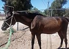 Xuxa - Mare in Menifee, CA Xuxa - Mare in Menifee, CA