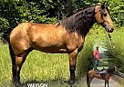 Tennessee Walking - Horse for Sale in KEATON, KY 41226