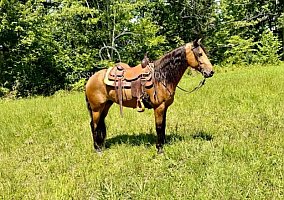 Tennessee Walking