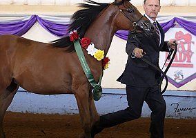 Arabian (Arabian, Stallion) in Ottumwa, IA