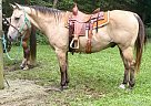 Quarter Horse - Horse for Sale in Walkerton, IN 46574