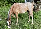 Appaloosa - Horse for Sale in Mohawk, TN 37810