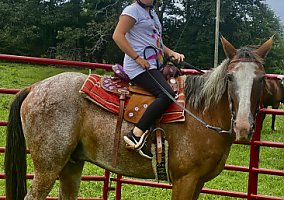 Appaloosa (Appaloosa, Gelding) in Mohawk, TN