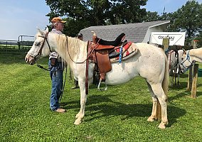 2008 Grey Registered POA Mare Precious