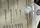 Quarter Horse - Horse for Sale in oil springs, ON N0n1p0 Quarter Horse - Horse for Sale in oil springs, ON N0n1p0