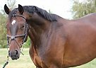 Solid 1.20m Champion/Money Winne... Hanoverian Gelding
