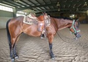 Gorgeous Bay Gelding Quarter Horse Gelding