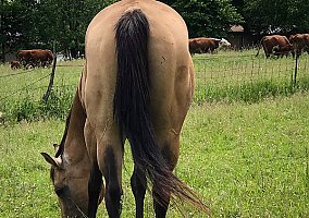 AQHA Bred Buckskin Broodmare Jesse