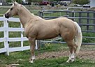 Quarter Horse - Horse for Sale in Hyde Park, UT 84318