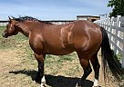 Quarter Horse - Horse for Sale in Hyde Park, UT 84318 Quarter Horse - Horse for Sale in Hyde Park, UT 84318