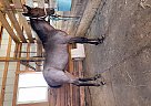 Tennessee Walking - Horse for Sale in Stanley, VA 22851 Tennessee Walking - Horse for Sale in Stanley, VA 22851