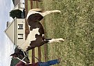 Tennessee Walking - Horse for Sale in Stanley, VA 22851 Tennessee Walking - Horse for Sale in Stanley, VA 22851