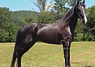 Tennessee Walking - Horse for Sale in HUSTONVILLE, KY 40437