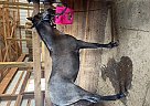 Tennessee Walking - Horse for Sale in Stanley, VA 22851 Tennessee Walking - Horse for Sale in Stanley, VA 22851