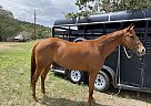 Quarter Horse - Horse for Sale in Silver City, NM 88061